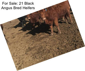 For Sale: 21 Black Angus Bred Heifers