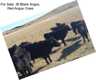 For Sale: 36 Black Angus, Red Angus Cows