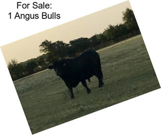 For Sale: 1 Angus Bulls