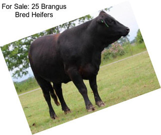 For Sale: 25 Brangus Bred Heifers