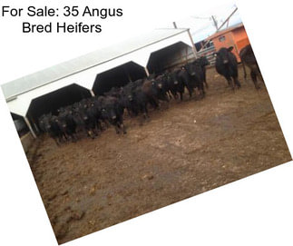 For Sale: 35 Angus Bred Heifers