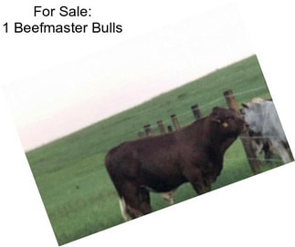 For Sale: 1 Beefmaster Bulls