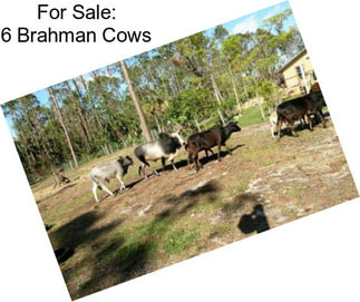 For Sale: 6 Brahman Cows
