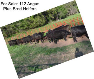 For Sale: 112 Angus Plus Bred Heifers