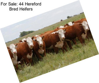 For Sale: 44 Hereford Bred Heifers