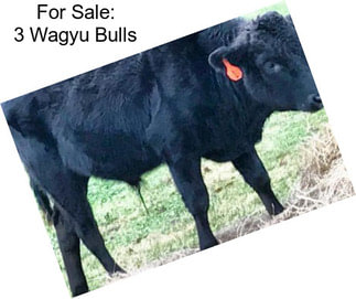 For Sale: 3 Wagyu Bulls