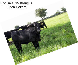 For Sale: 15 Brangus Open Heifers