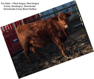For Sale: 1 Red Angus, Red Angus Cross, SimAngus, Simmental, Simmental Cross Bred Heifers