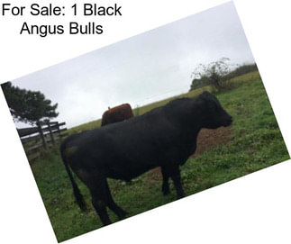 For Sale: 1 Black Angus Bulls