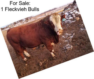 For Sale: 1 Fleckvieh Bulls