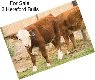 For Sale: 3 Hereford Bulls