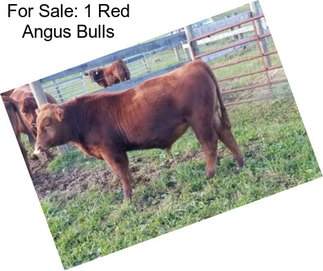 For Sale: 1 Red Angus Bulls