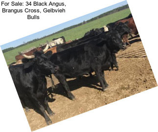 For Sale: 34 Black Angus, Brangus Cross, Gelbvieh Bulls