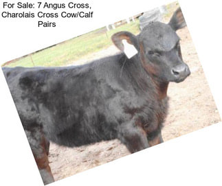 For Sale: 7 Angus Cross, Charolais Cross Cow/Calf Pairs