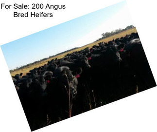 For Sale: 200 Angus Bred Heifers