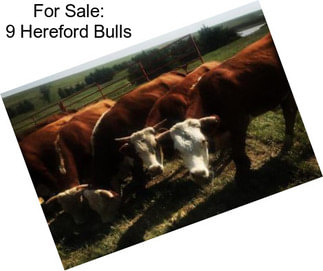 For Sale: 9 Hereford Bulls