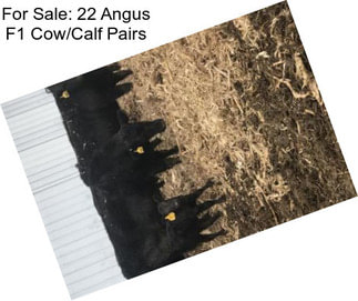 For Sale: 22 Angus F1 Cow/Calf Pairs