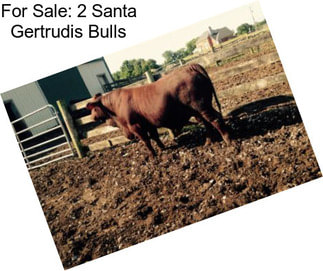 For Sale: 2 Santa Gertrudis Bulls