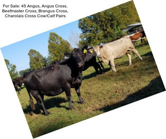 For Sale: 45 Angus, Angus Cross, Beefmaster Cross, Brangus Cross, Charolais Cross Cow/Calf Pairs