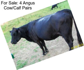 For Sale: 4 Angus Cow/Calf Pairs