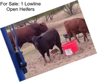 For Sale: 1 Lowline Open Heifers