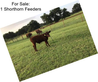 For Sale: 1 Shorthorn Feeders