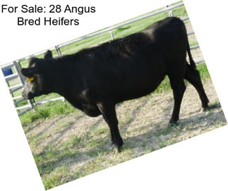 For Sale: 28 Angus Bred Heifers