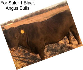 For Sale: 1 Black Angus Bulls