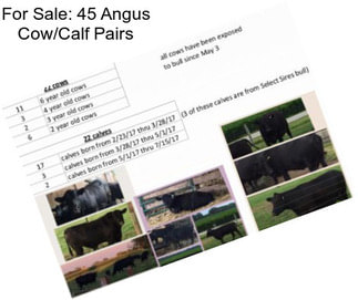 For Sale: 45 Angus Cow/Calf Pairs