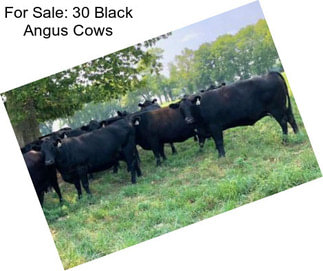 For Sale: 30 Black Angus Cows