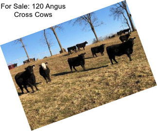 For Sale: 120 Angus Cross Cows