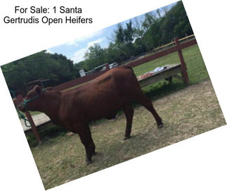 For Sale: 1 Santa Gertrudis Open Heifers