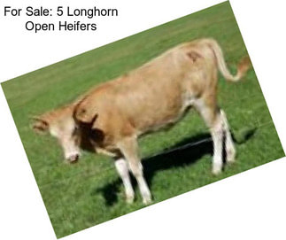 For Sale: 5 Longhorn Open Heifers