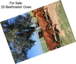 For Sale: 25 Beefmaster Cows