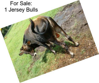 For Sale: 1 Jersey Bulls