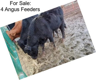 For Sale: 4 Angus Feeders