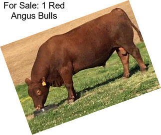 For Sale: 1 Red Angus Bulls