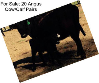For Sale: 20 Angus Cow/Calf Pairs
