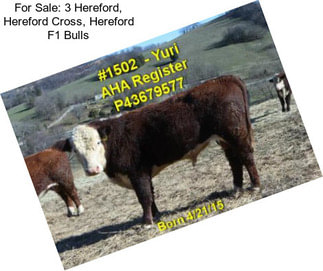 For Sale: 3 Hereford, Hereford Cross, Hereford F1 Bulls