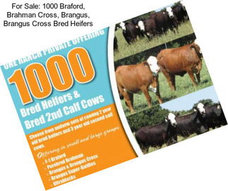 For Sale: 1000 Braford, Brahman Cross, Brangus, Brangus Cross Bred Heifers