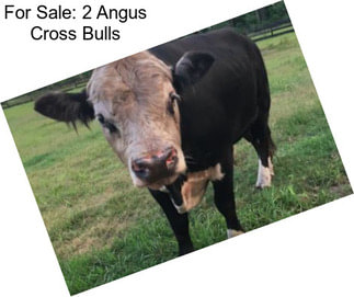 For Sale: 2 Angus Cross Bulls