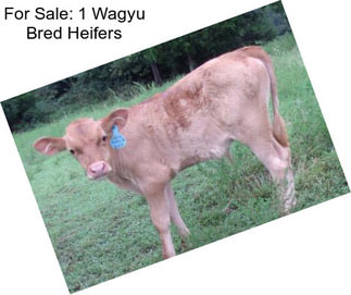 For Sale: 1 Wagyu Bred Heifers