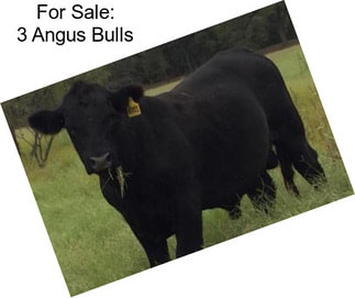 For Sale: 3 Angus Bulls