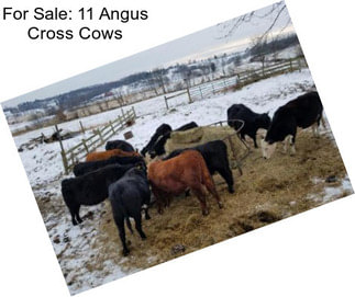 For Sale: 11 Angus Cross Cows