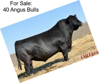 For Sale: 40 Angus Bulls