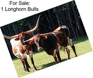 For Sale: 1 Longhorn Bulls