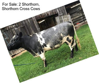 For Sale: 2 Shorthorn, Shorthorn Cross Cows