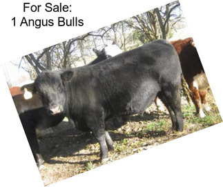 For Sale: 1 Angus Bulls