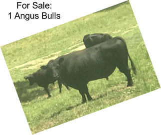 For Sale: 1 Angus Bulls