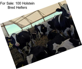 For Sale: 100 Holstein Bred Heifers